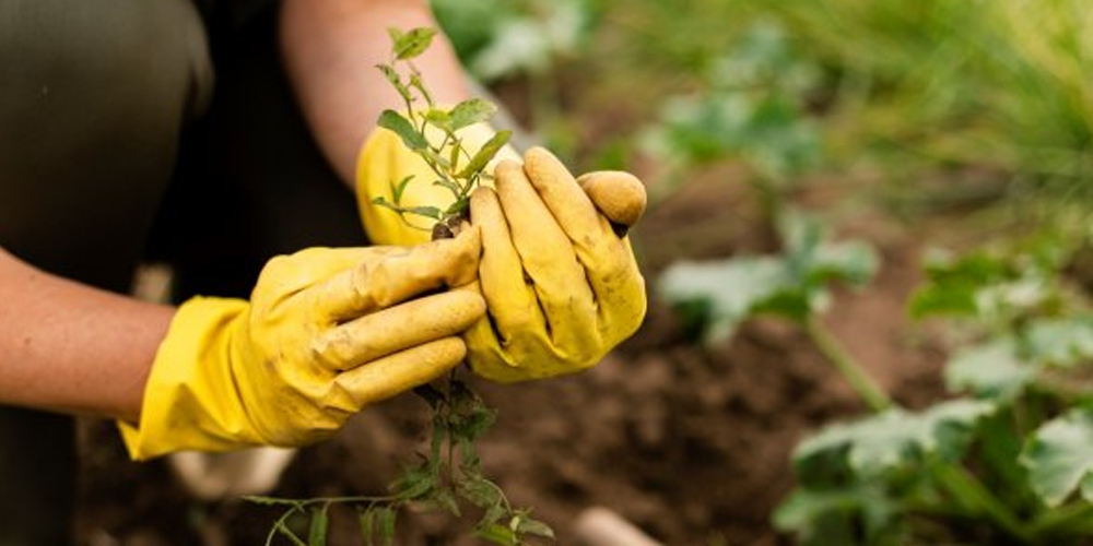 Agriculture